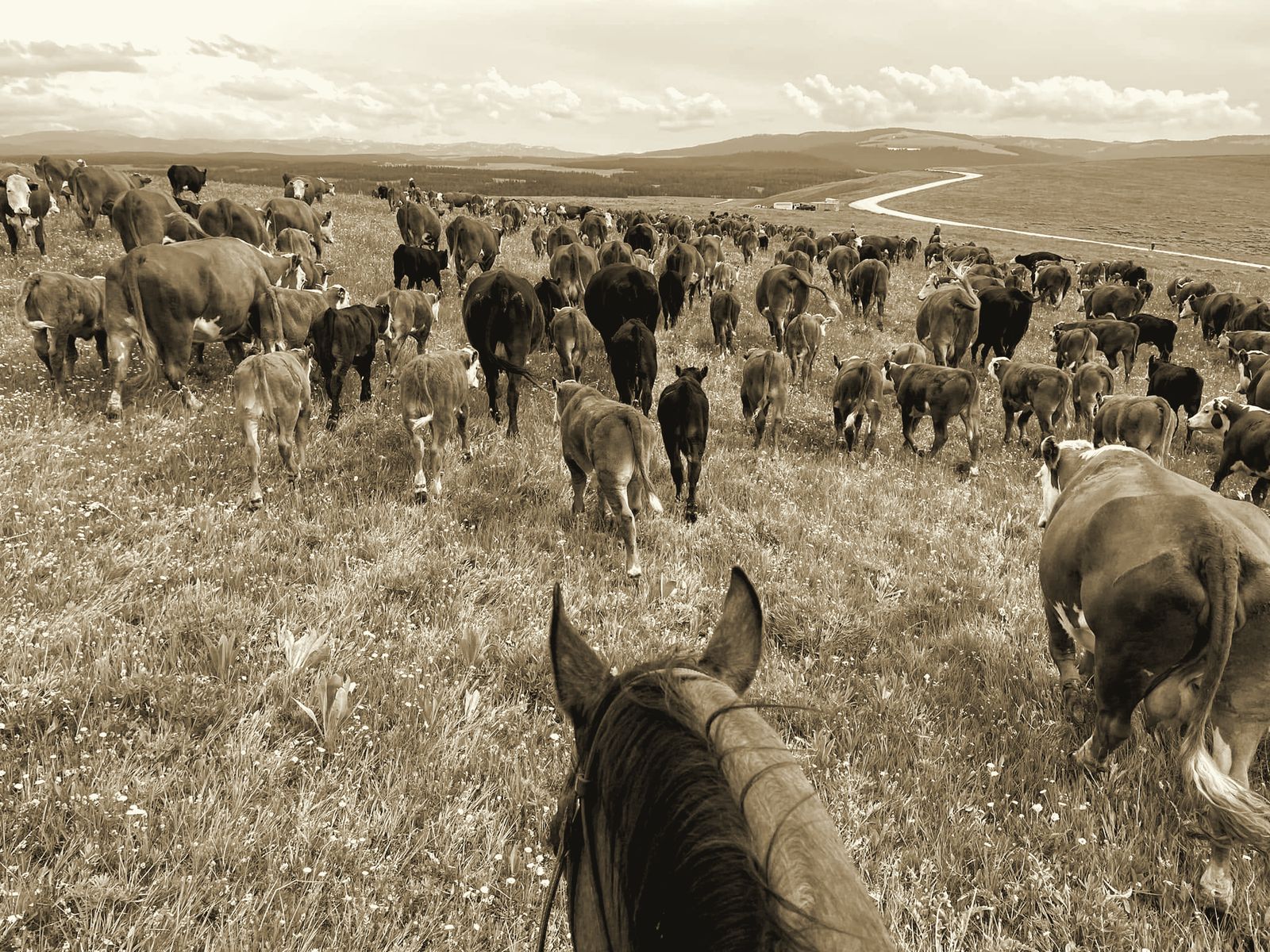 Moving the Wolf Creek herd on horseback across high-country pasture